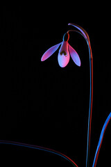 Snowdrop in pink and blue neon light isolated on black background.
