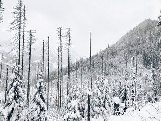 forest in winter