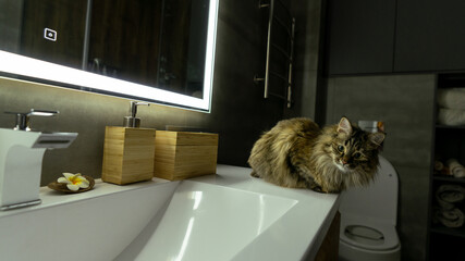 Siberian cat sitting in the bathroom on the sink