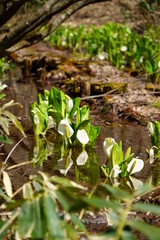 春、湿地帯に現れる水芭蕉