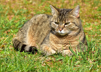 Naklejka na ściany i meble Cute cat laying in the grass outdoor