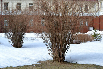 The beginning of spring, thawed patches in the snow under the trees, naked flowering bushes in the...