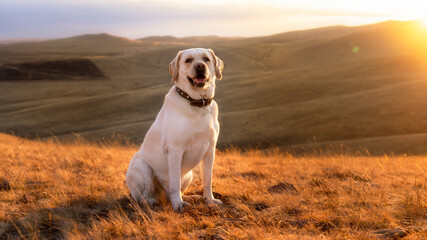 Fawn happy labrador sits on the yellow grass