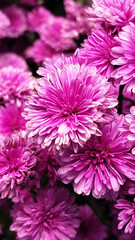 Pink Flowers Background