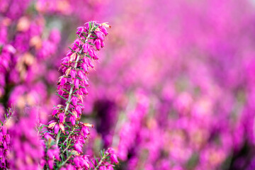 różowe wrzośce w ogrodzie wiosennym