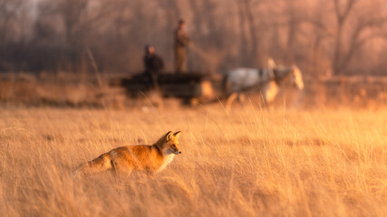 Red fox on the hunt in the yellow field