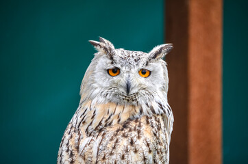 Close-up of a beautiful owl
