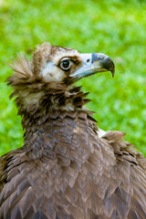 The cinereous vulture is a large raptorial bird that is distributed through much of Eurasia. It is thus one of the world's heaviest flying birds. Distinctly dark, with the whole body being brown 
