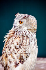 Close-up of a beautiful owl