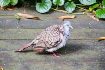 The bar-shouldered dove (Geopelia humeralis) is native to Australia and southern New Guinea.
The dove has a blue-grey breast with chequered brown-bronze wings.