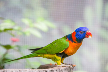 The red-collared lorikeet (Trichoglossus rubritorquis) is a species of parrot found in wooded habitats in northern Australia