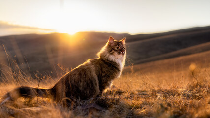 A fluffy Siberian cat sits in a yellow field at sunset