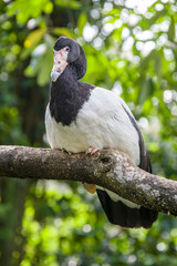 The magpie goose (Anseranas semipalmata) is the sole living representative species of the family Anseranatidae. This common waterbird is found in northern Australia and southern New Guinea.