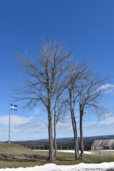 Fototapeta premium Maple trees under a blue sky
