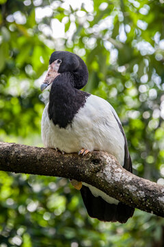 The Magpie Goose (Anseranas Semipalmata) Is The Sole Living Representative Species Of The Family Anseranatidae. This Common Waterbird Is Found In Northern Australia And Southern New Guinea.