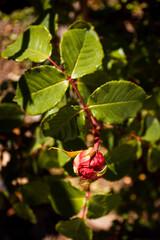 Close-up of a red rose bud