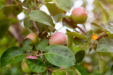 Organic apples growing on the apple tree