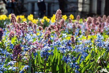 Spring landscape with primroses, bright carpet of flowers in the park on a sunny day.