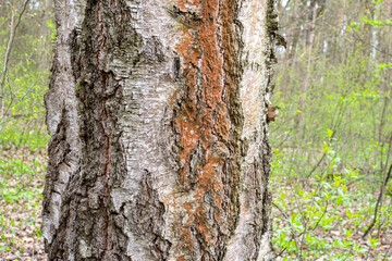 The bark of an old birch tree on a spring cloudy day.
