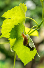 Giant slug on a green grapes leaf	