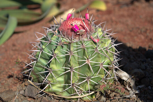Melocactus Zehntneri - cactus