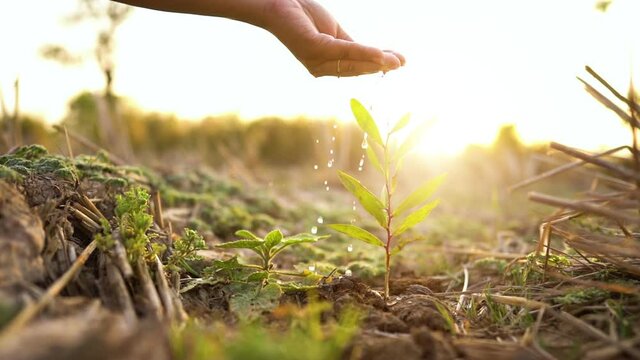 Slow motion, Woman hand watering little tree on sunset background.
