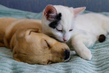 Fototapeta na wymiar Small cute labrador retriever puppy dog and young cat on a bed. Friendship of pets