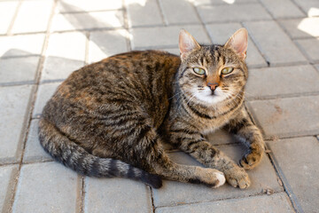 Portrait of a tabby cat lying on the paving slab