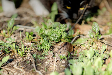 Black cat with white paws hunt for a mouse in the grass. Focus in the mouse.