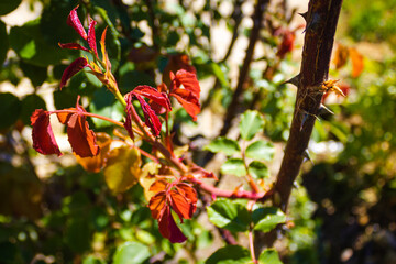 Thorn branches of a rosebush