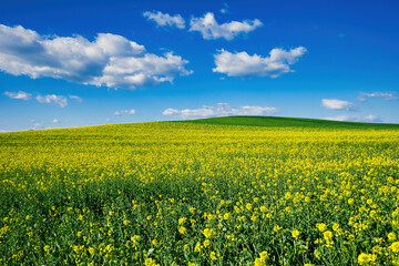 Blooming canola field. Agriculture . Rape on the field in summer. Bright Yellow rapeseed oil. Flowering rapeseed. with blue sky and clouds
