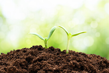 Small tree growing in garden. eco concept