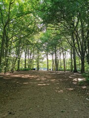 Walking on the woods, beautiful nature.