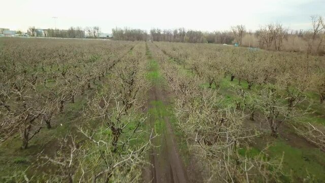 flying over the cherry orchard in early spring. fruit trees before flowering. 