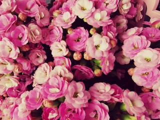 Beautiful pattern of pink flowers. Close-up image.