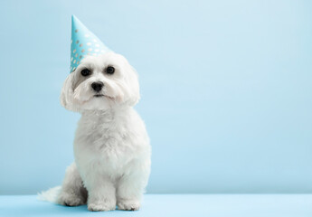 Cute maltese  dog wearing party hat   on blue  background  with copy space .  Dog birthday party  concept . Dog food, goods for pets advertising concept .