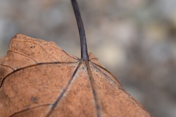 close up of a leaf