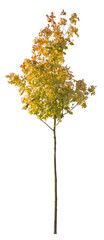 Fototapeta premium Autumnal tree cut out, isolated tree with yellow leaves, isolated on white background