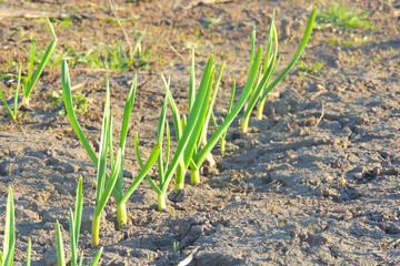 green onions and garlic in the garden