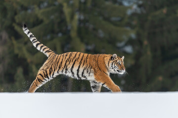 Fototapeta premium Siberian Tiger running in snow. Beautiful, dynamic and powerful photo of this majestic animal. Set in environment typical for this amazing animal. Birches and meadows
