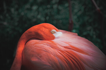 Fototapeta premium close up of flamingo