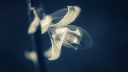 flower bud © Marcin