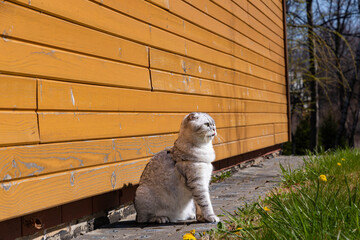 Cat relaxing in back yard during perfect spring day