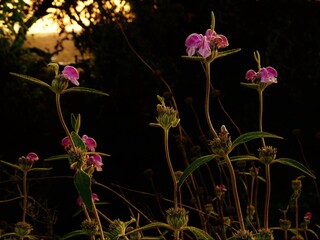 Beautiful pink flowers at sunset