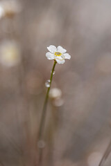 Nahaufnahme von Regentropfen auf Blüten und Zweigen