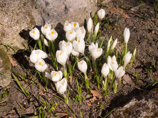 blooming white crocuses