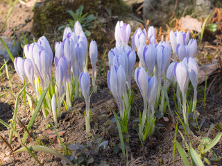 purple crocuses on a spring day