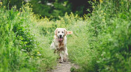 Funny dog running on sunny meadow