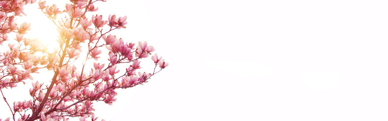 Blurry image of branches of magnolia tree with a big pink flowers. Botanical background, blurred...