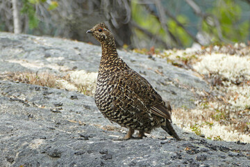 Spruce grouse, (Chanachites canadensis) bird
